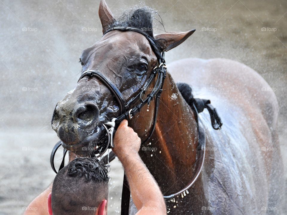 Saratoga Race Course. Royal Posse gets a cool cleansing with a hose after finishing in second place on opening day. 
zazzle.com/Fleetphoto 