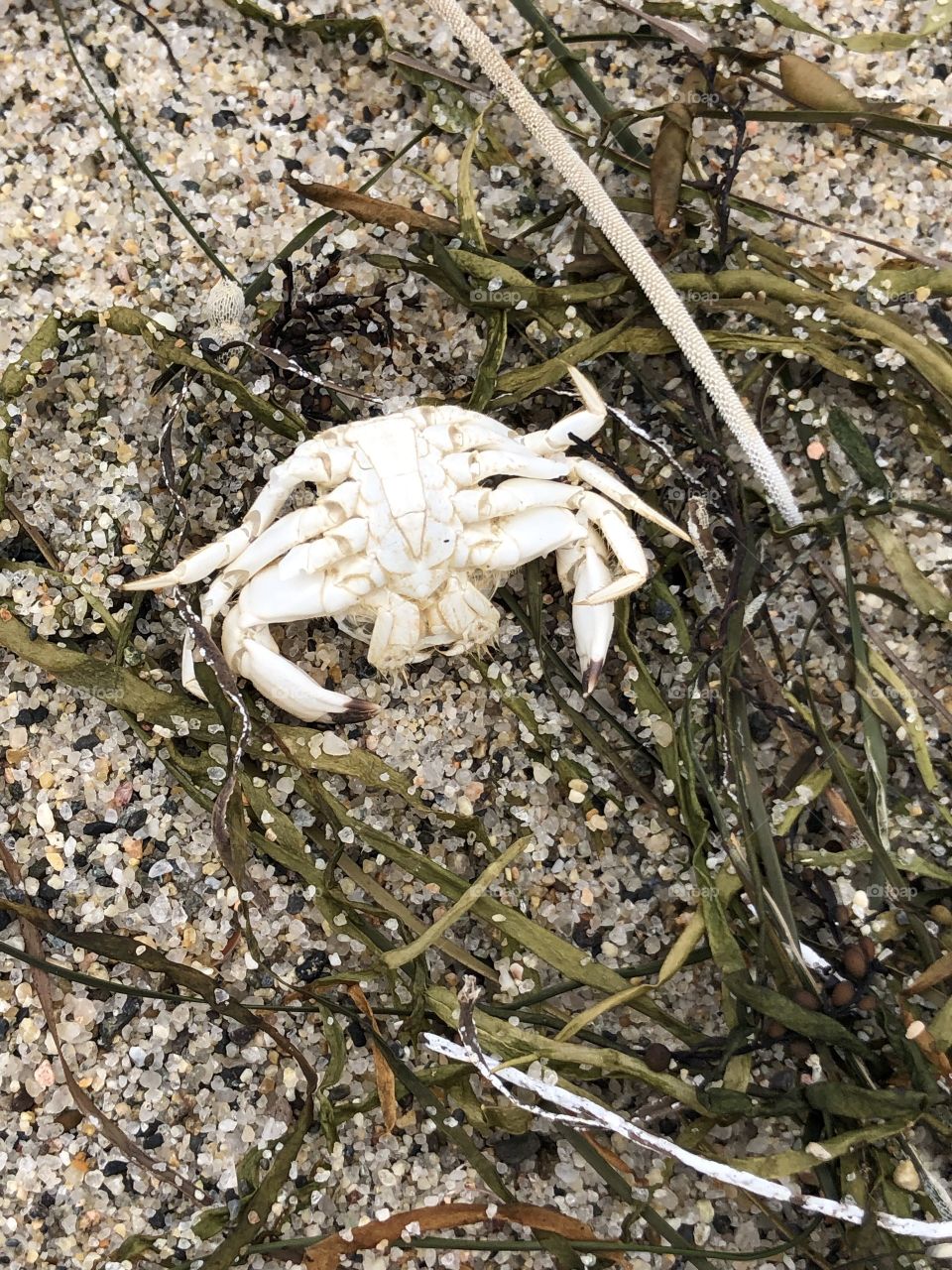 Crab shell on the beach