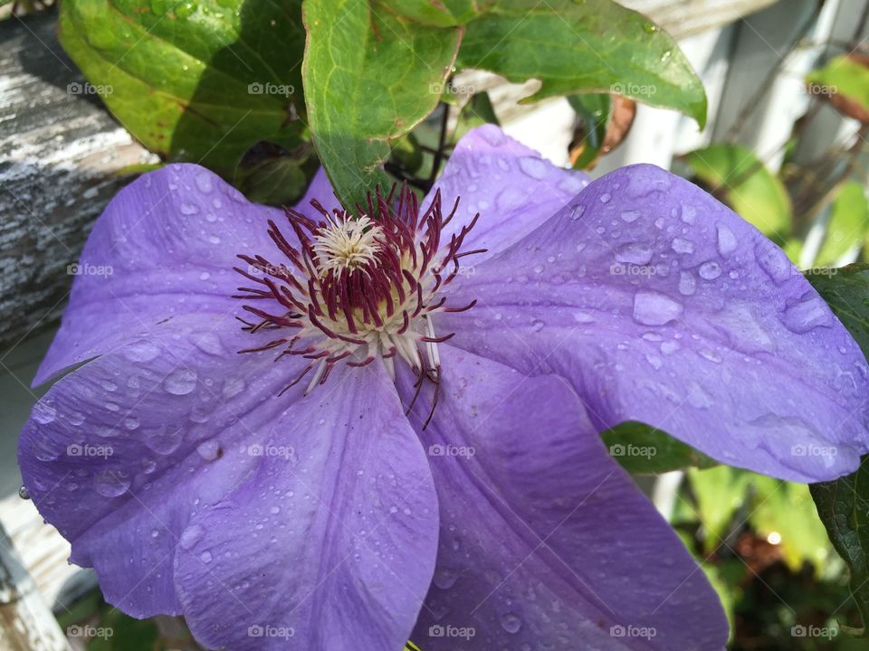 Clematis 