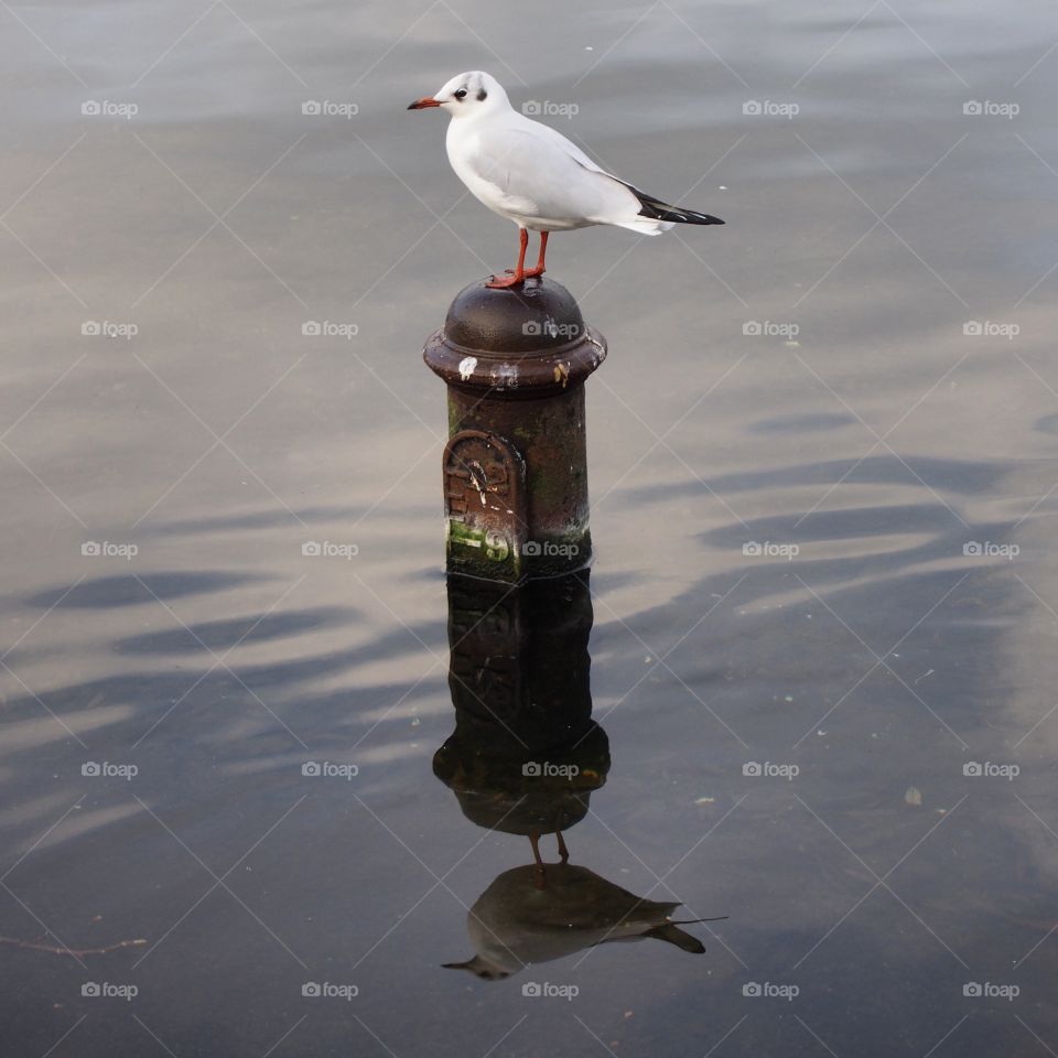 Bird perching on fire hydrant