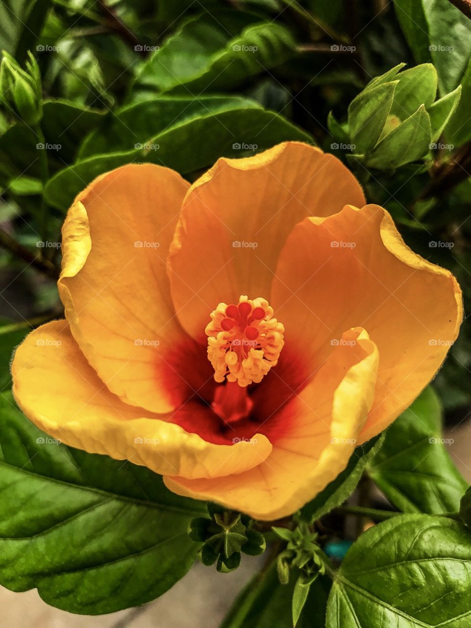 Hibiscus bloom starting to open