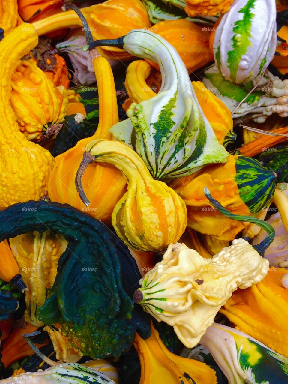 Gourds Galore. Mixture of decorative gourds.