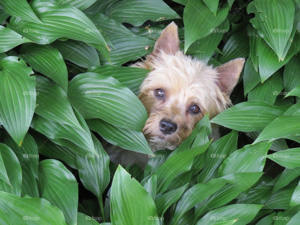 Sophie. Our cairn terrier Sophie hiding out in our hostas