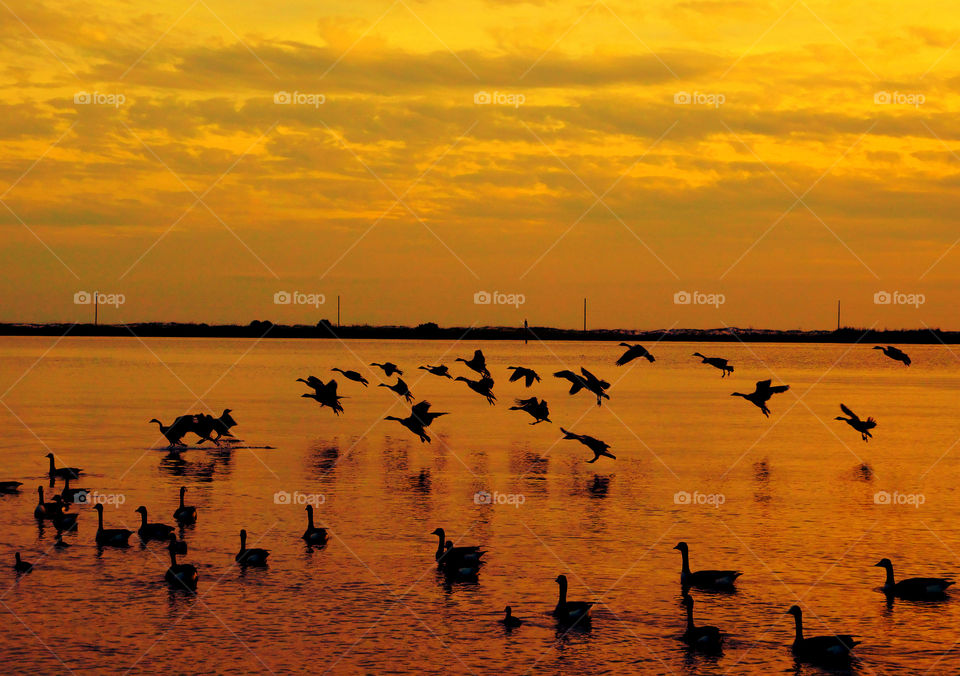 Duck swimming in lake at sunset