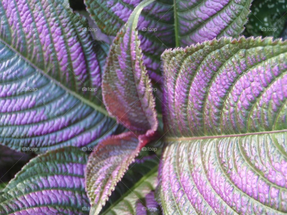 plant with purple and green leaves