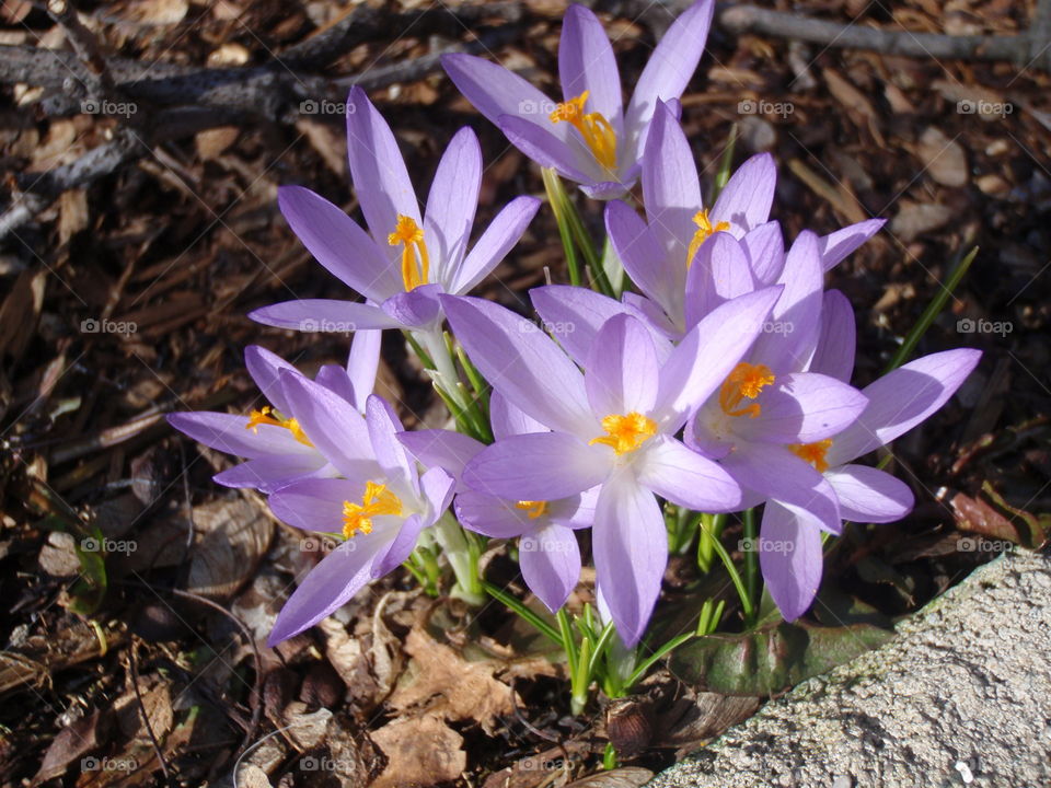 Crocus bunch. Sweet spring crocus