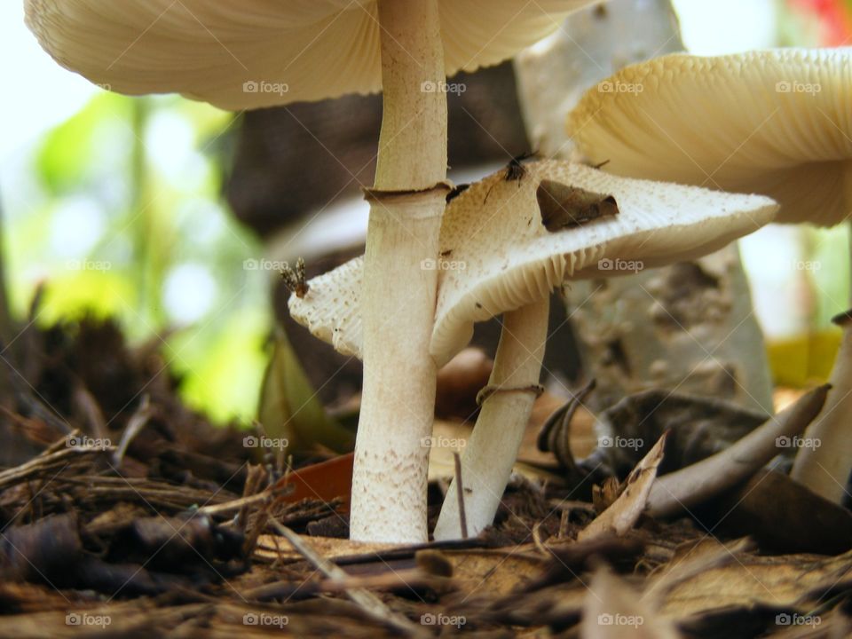 Mushrooms/Fungus : Leucoagaricus