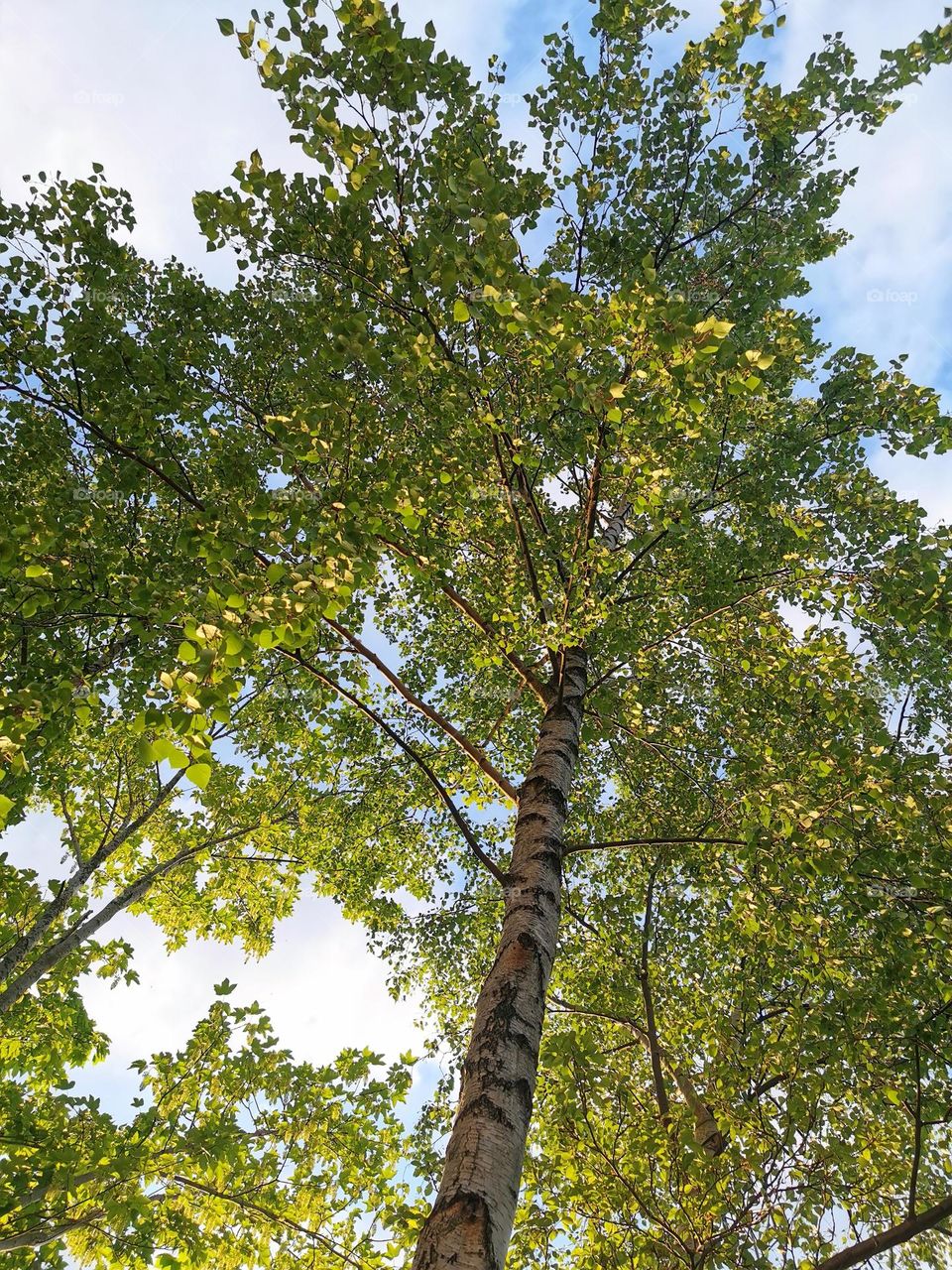 Birch trees