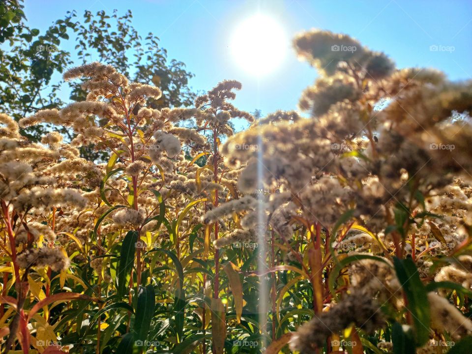 autumn in the garden