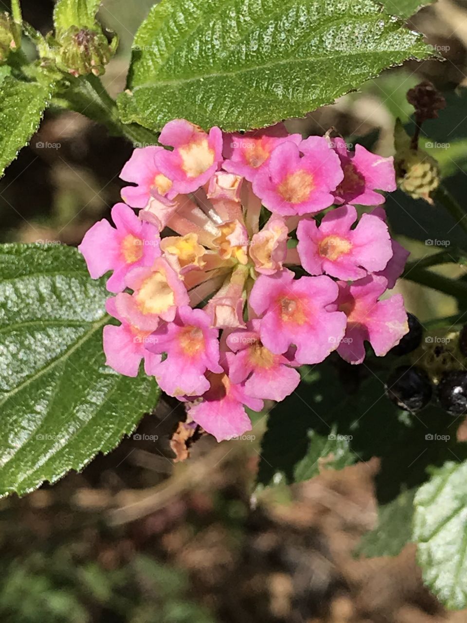 Lantana