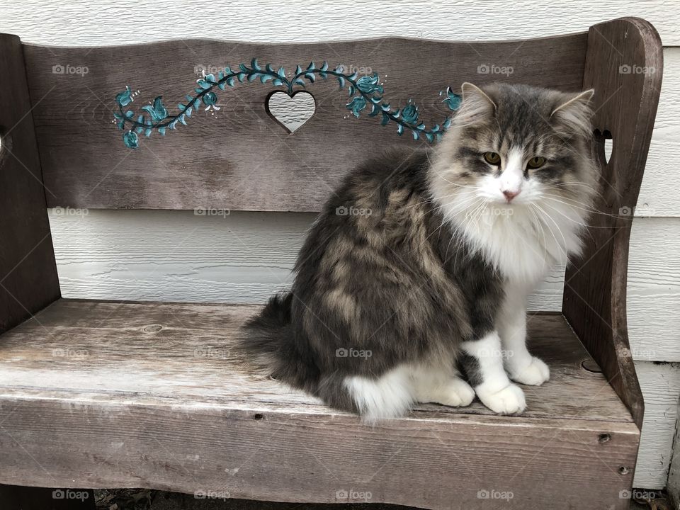 Kitty on bench