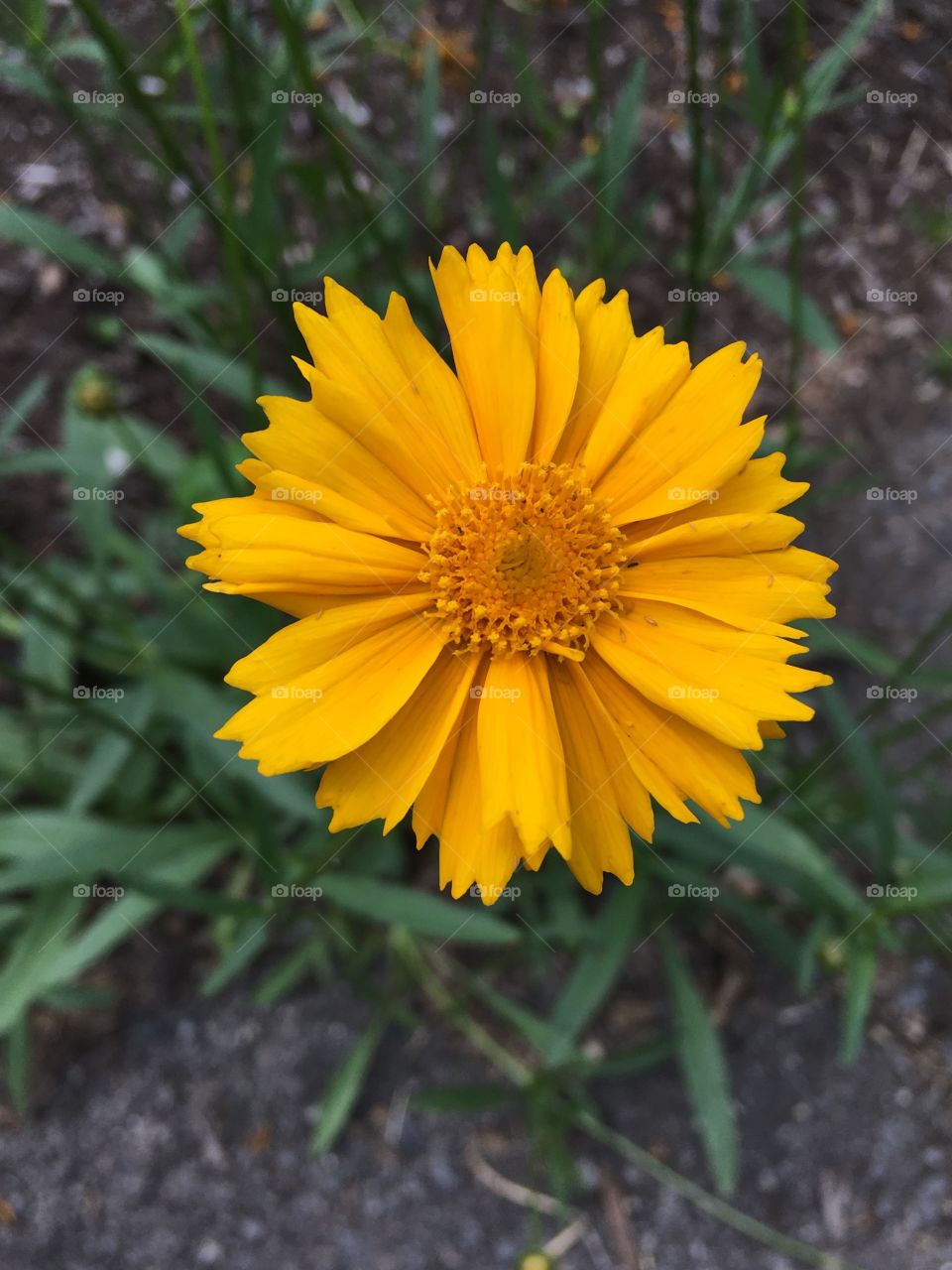 Simplicity and beauty. 