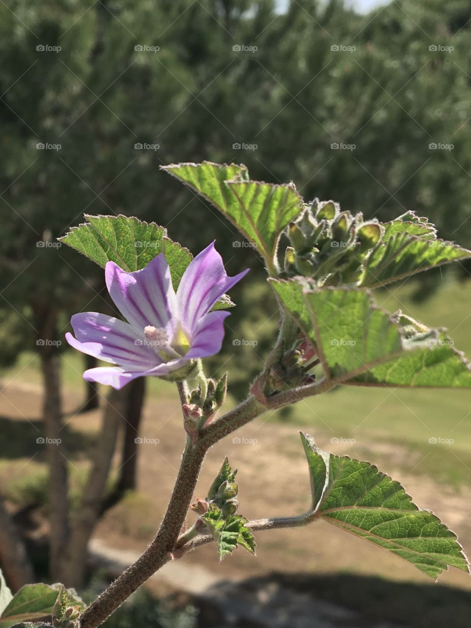 First flower of local wild geranium