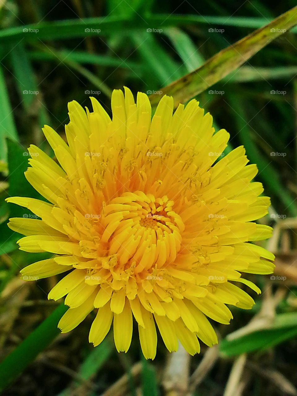 Dandelion