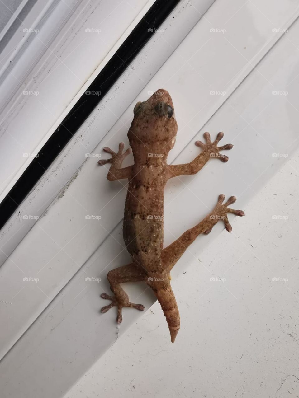 lagartija en gran canaria