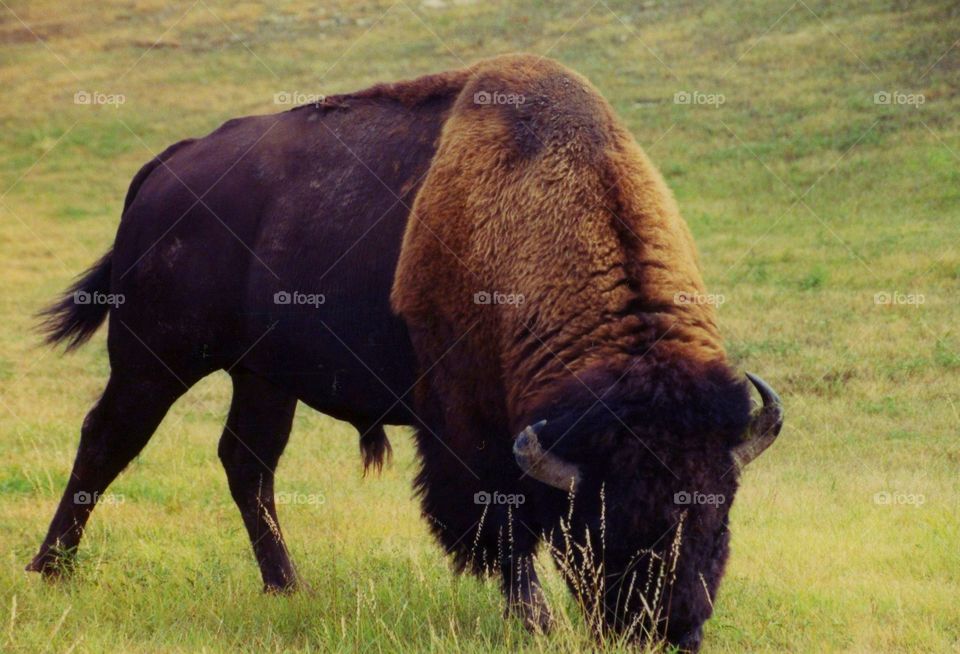 Bison