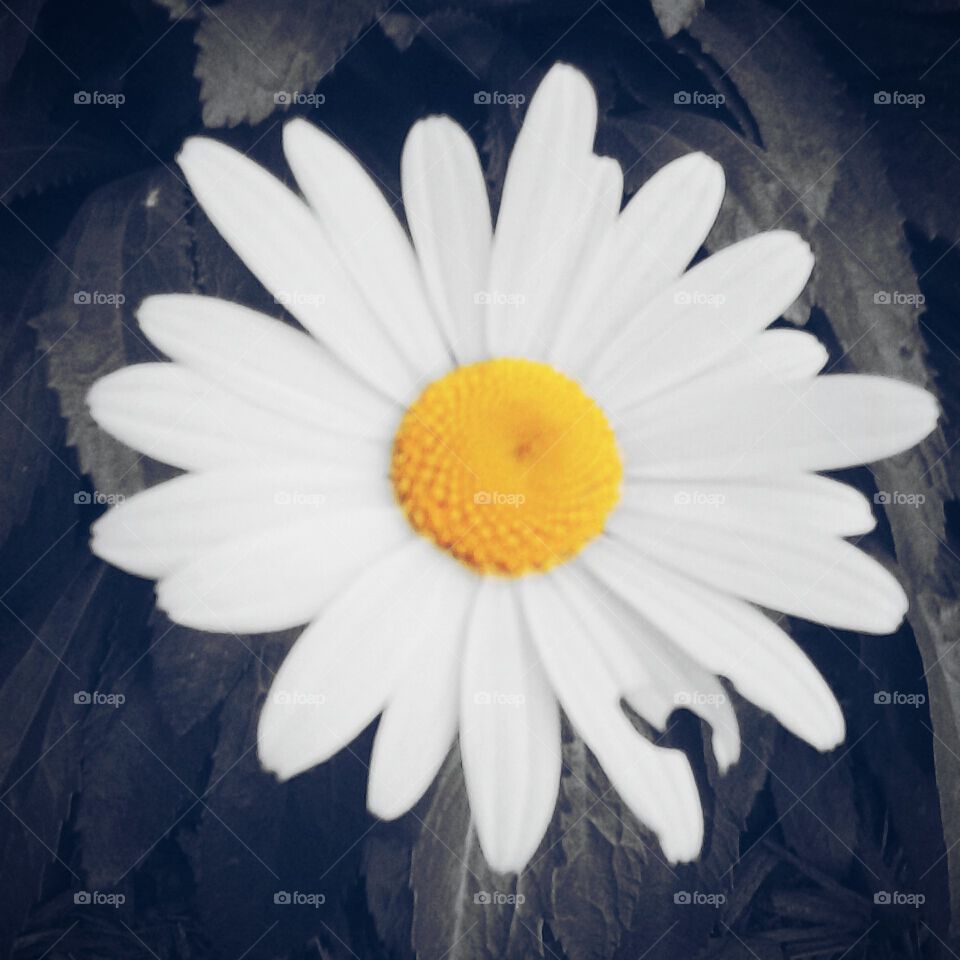 Daisy. A flower I found