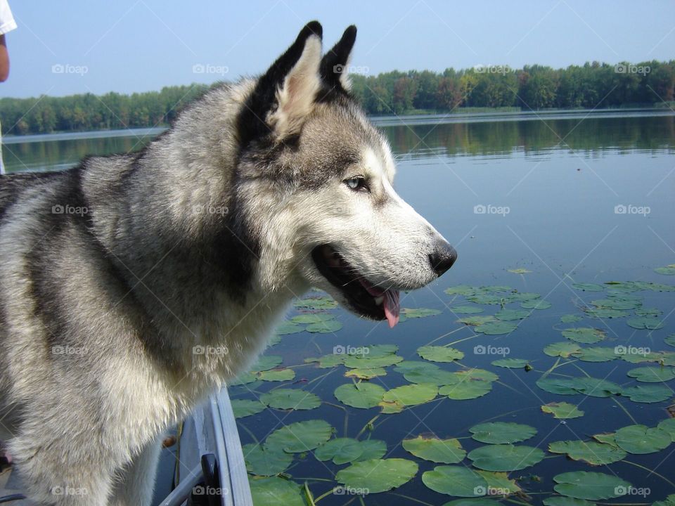 Husky looking at lake