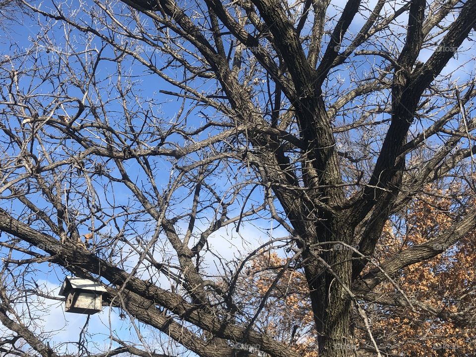 Limbs birdhouse and sky