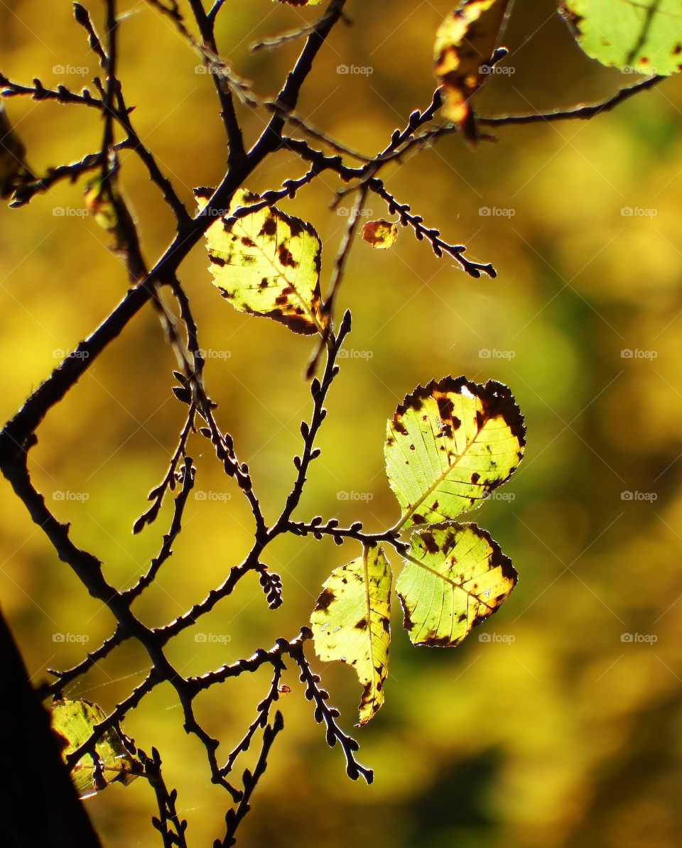 Beautiful yellow orange autumn leaves with the sunlight at golden hour shining through them. Against a soft bokeh focused background.