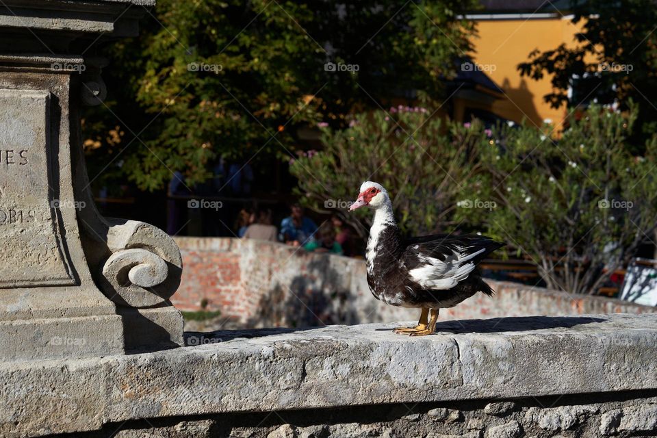 Muscovy Duck 