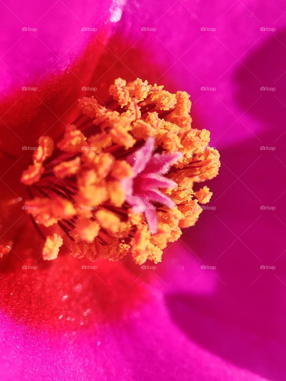 Inside of Ten O'clock flower