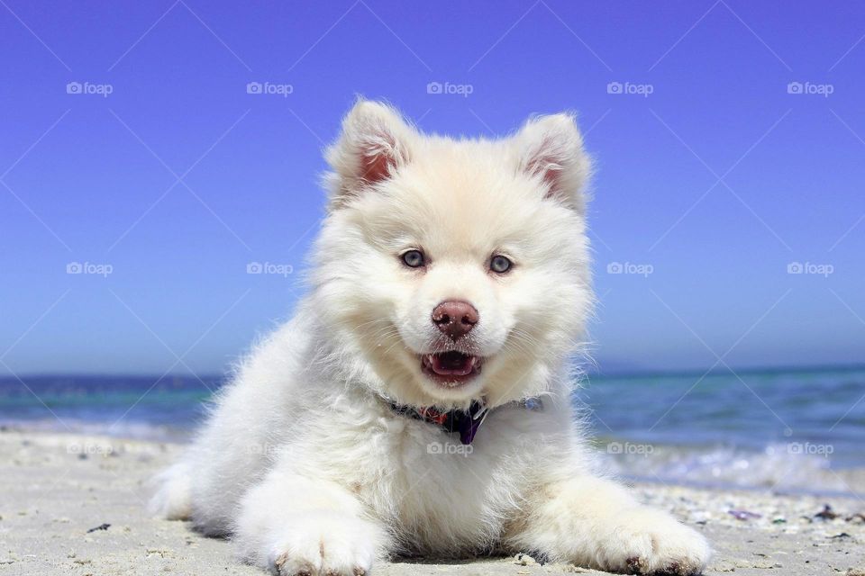 A cute husky puppy relaxing at the beautiful beach
