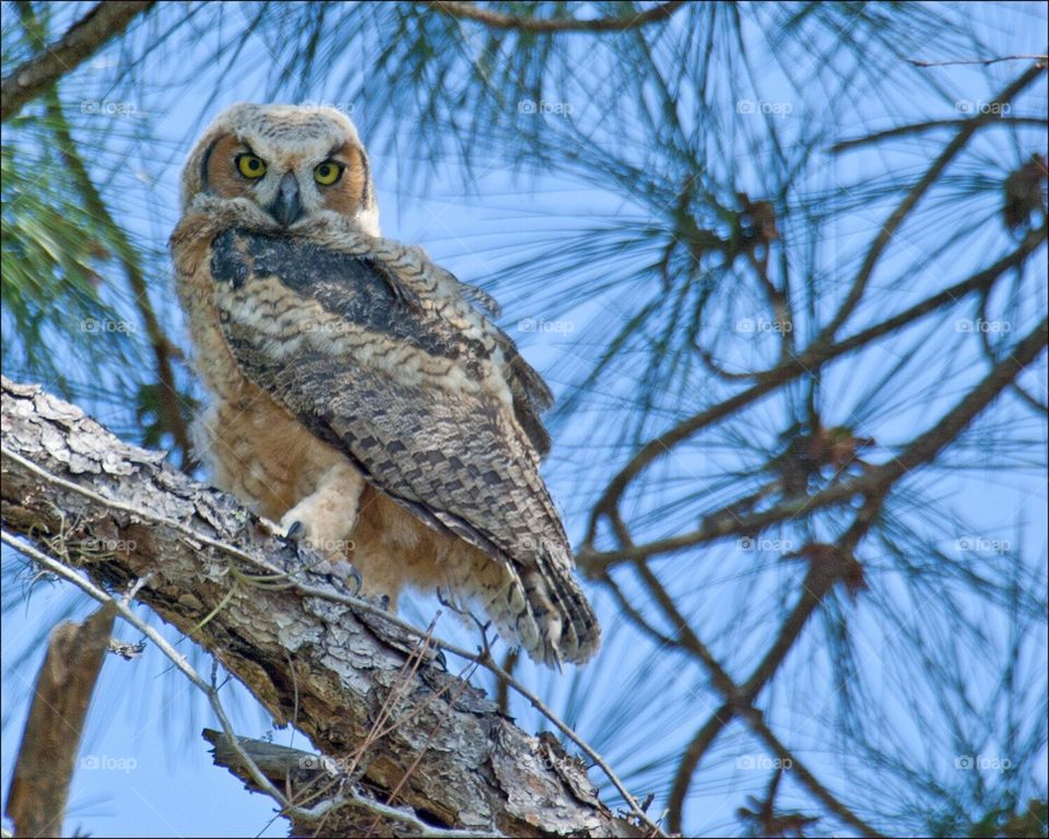 Beautiful Great Horned Owlet.