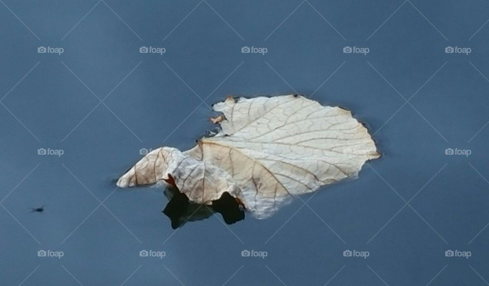 floating leaf