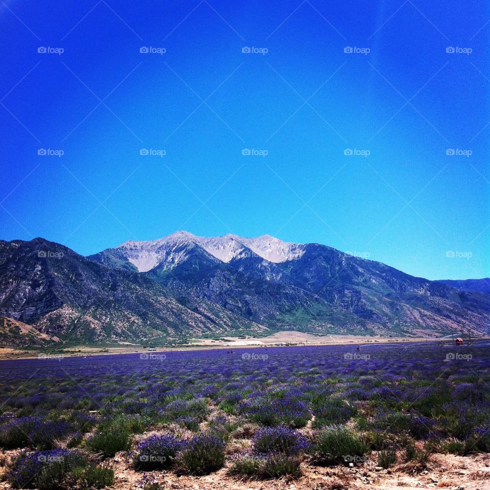 Lavender. Field of lavender in Utah