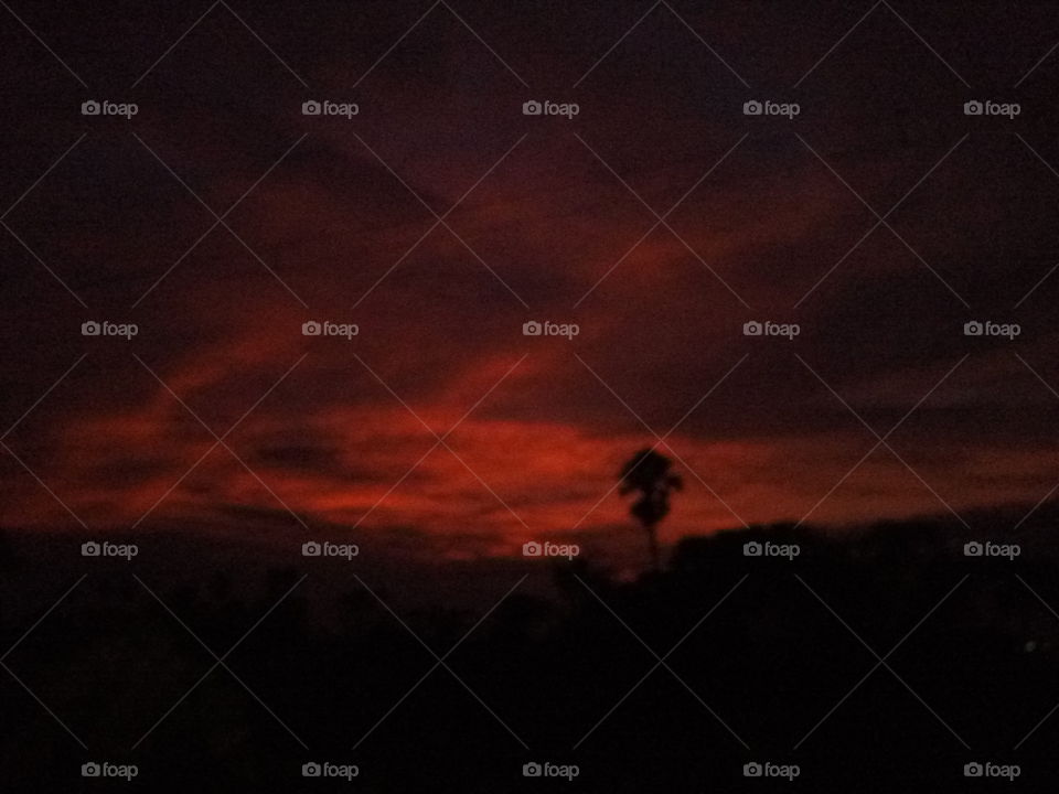 nature 2018-01-19 028 
#আমার_চোখে #আমার_গ্রাম #nature 
#eukaryota #plantae #angiosperms #eudicots #sunset