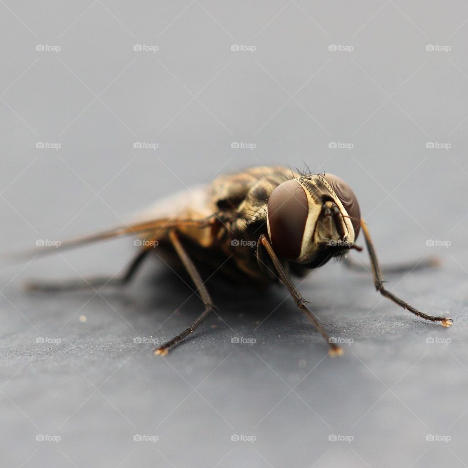 Macro Golden fly side-view