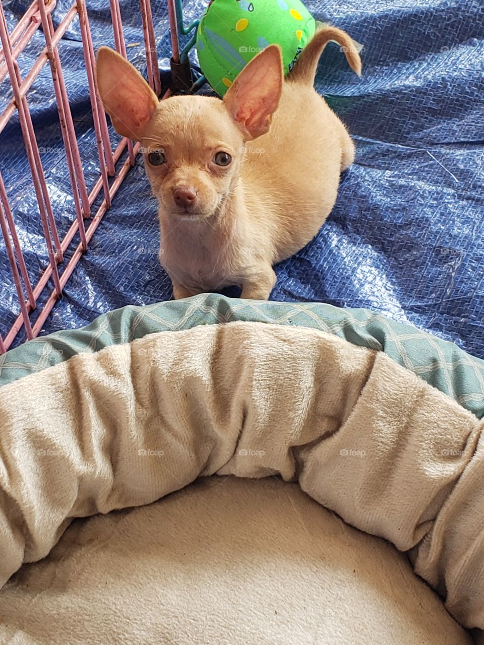 chihuahua