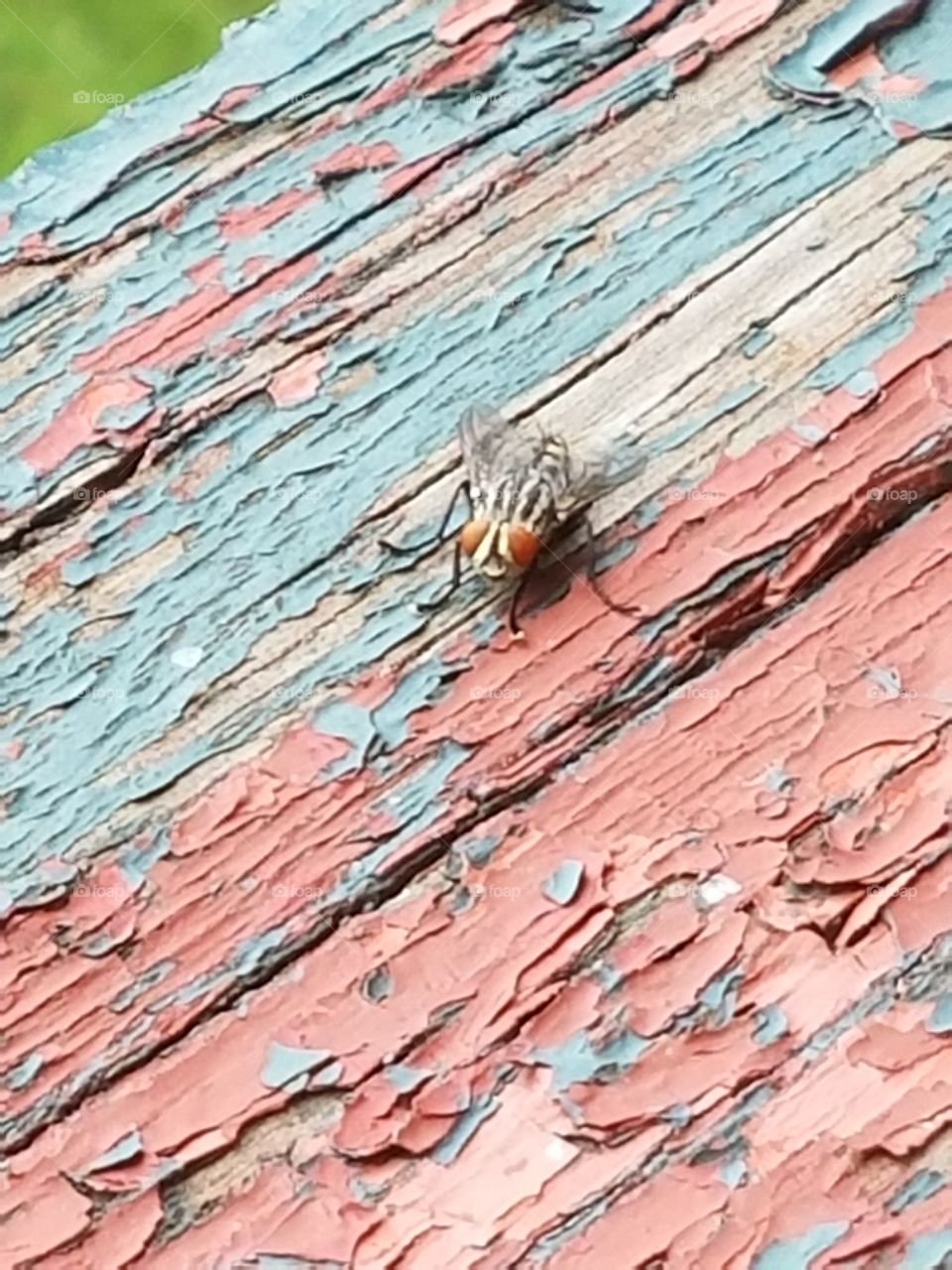A horsefly resting on some old wood outdoors. #God'sArt #GloryToTheMostHigh