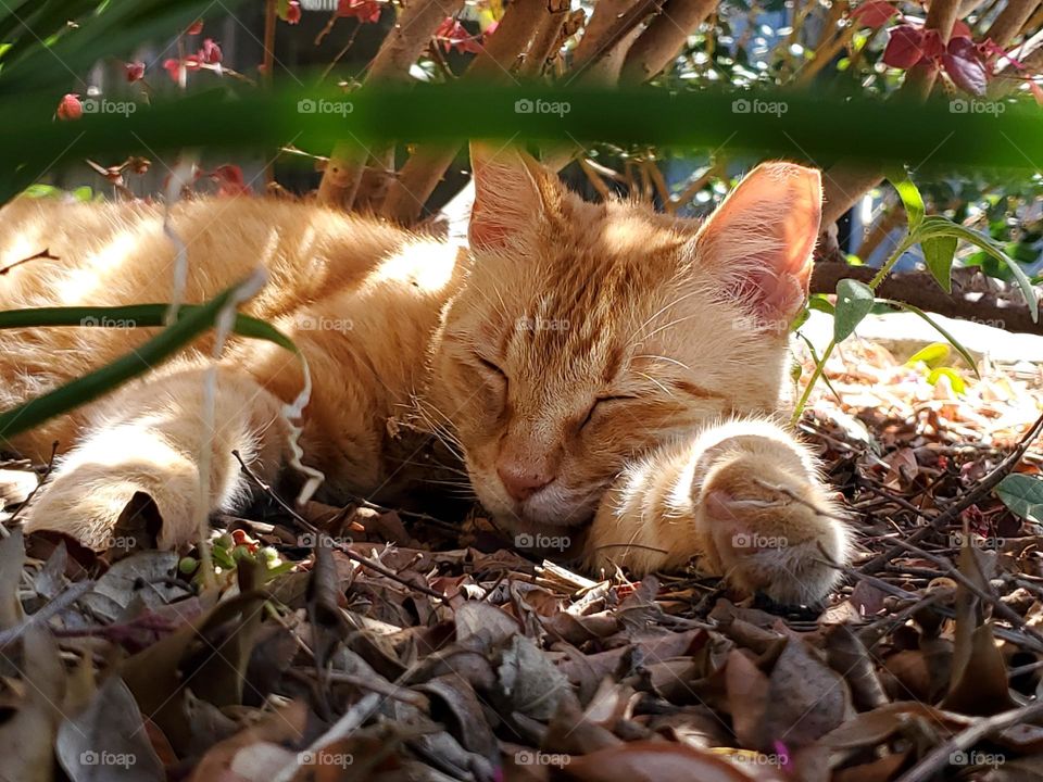 Orange tabby napping under shrub