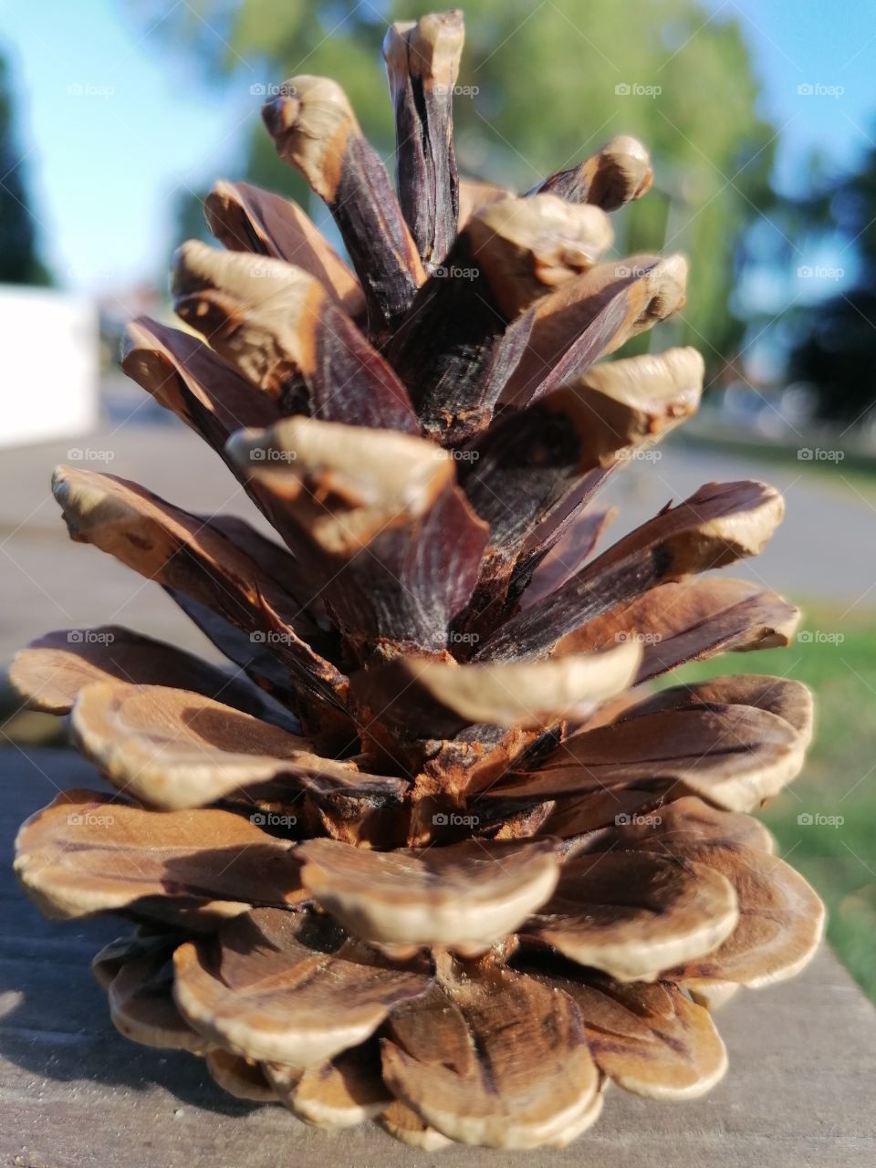 Pinecone