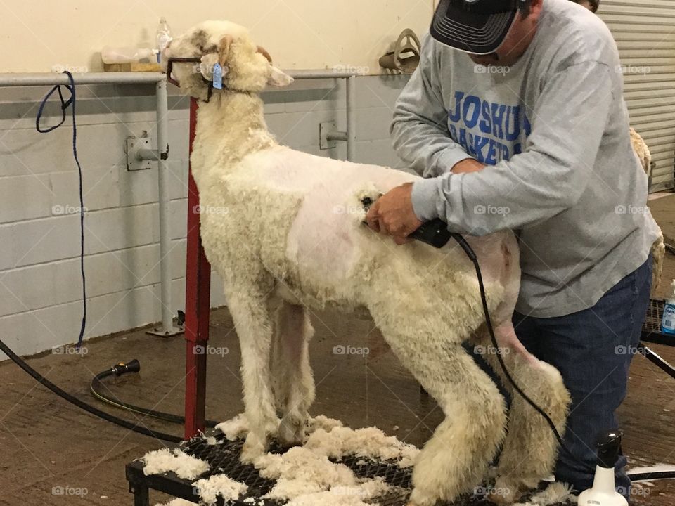 FFA sheep shearing. 