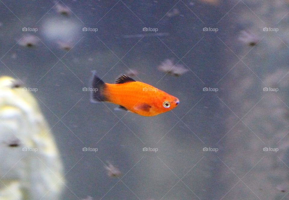 baby red platy