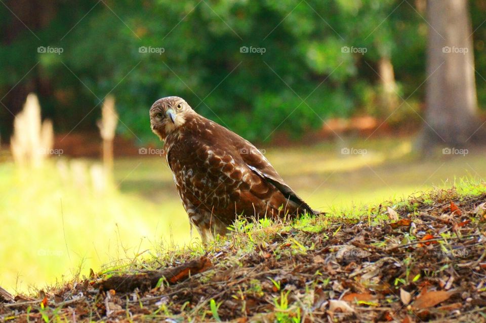 Red tail hawk on grass