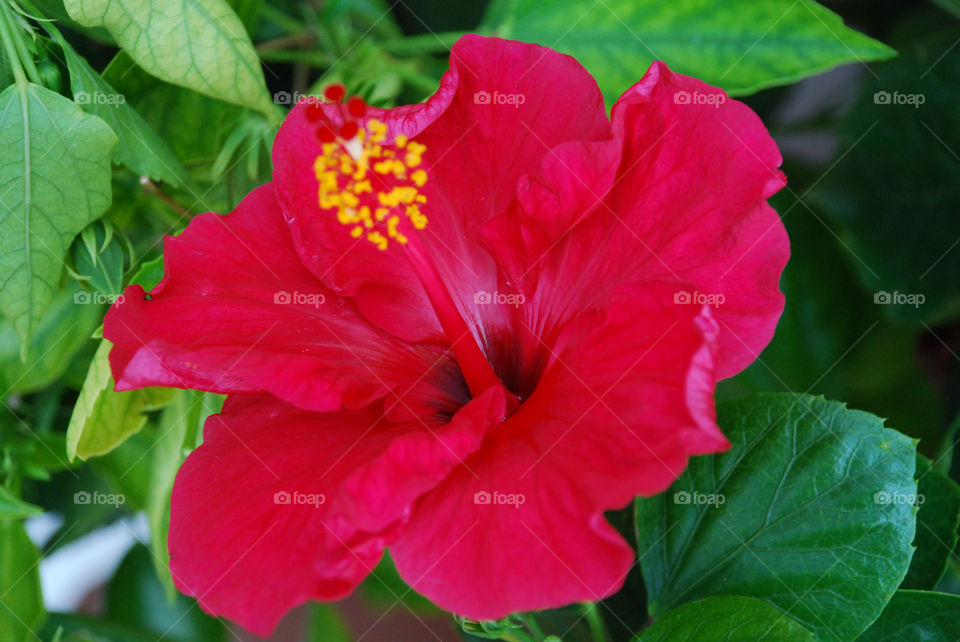 Red big hibiscus flower