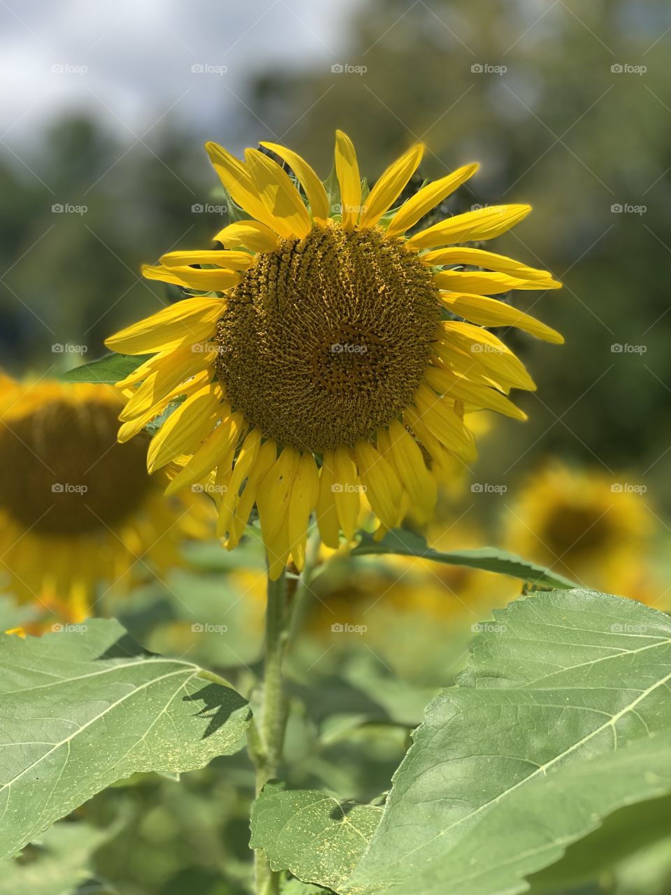 Sunny Sunflowers 