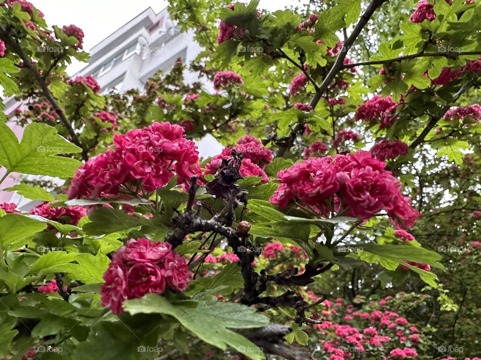 Beautiful pink flower on a tree