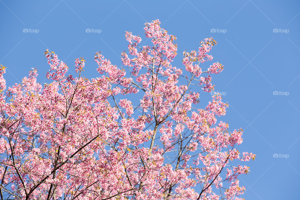 Sakura flower in Thailand 