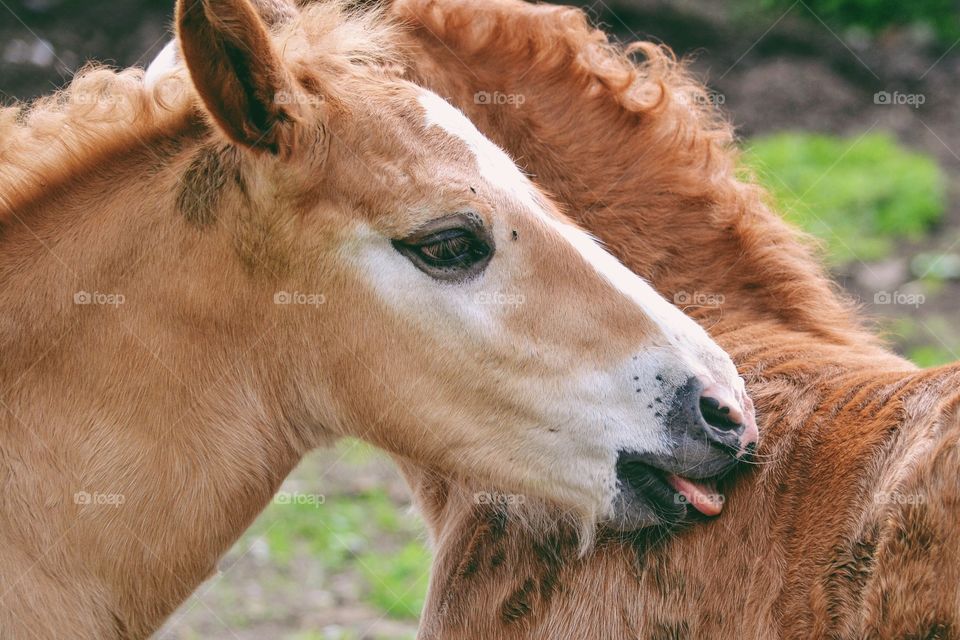 Close-up of two foals