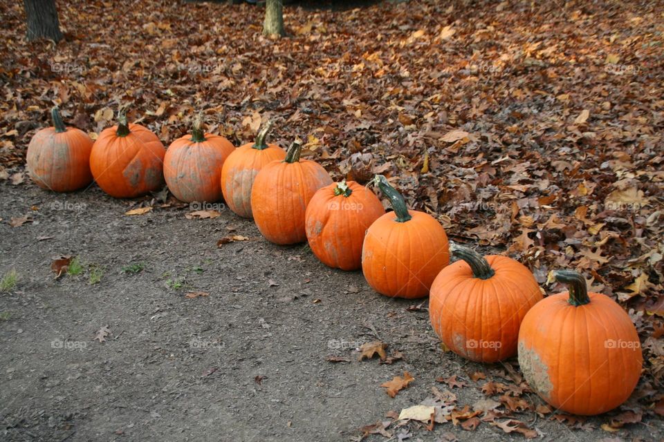 Family Pumpkin Carving! (Series)