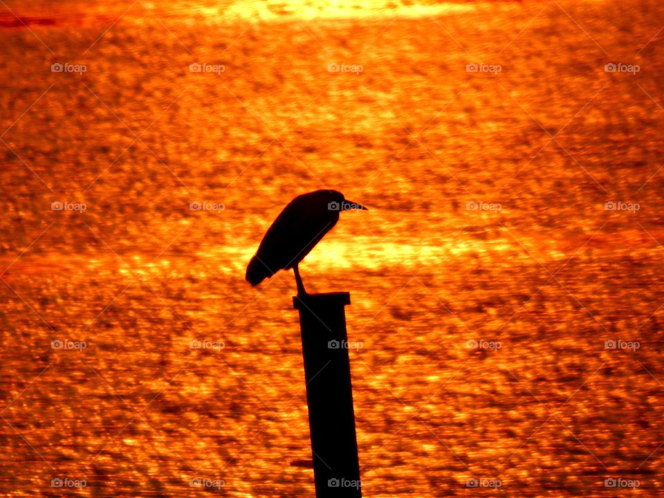 Bird hanging out at sunset