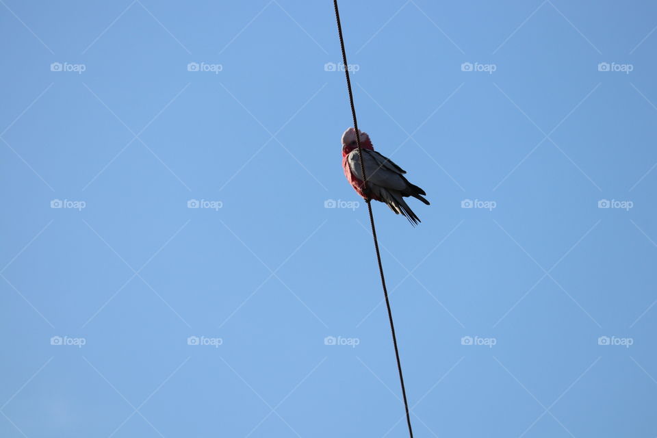 Low angle view of a parrot perching on wire