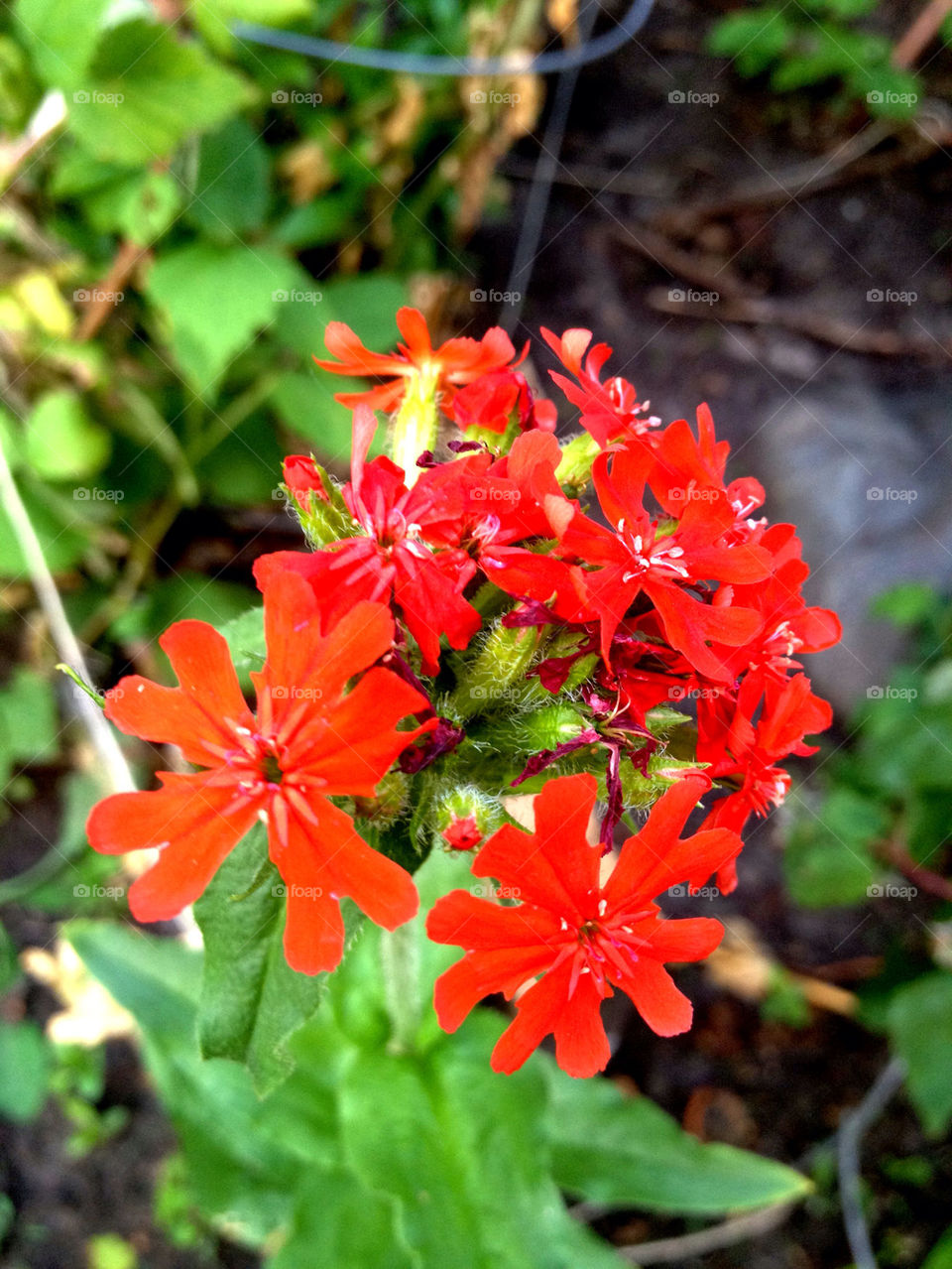 garden pretty red leaves by stykellee