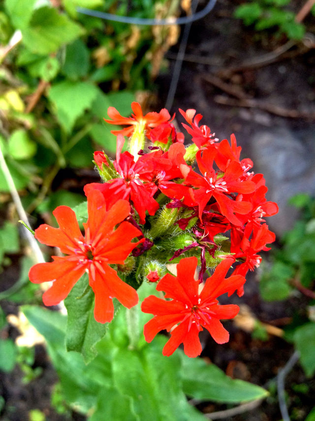 garden pretty red leaves by stykellee