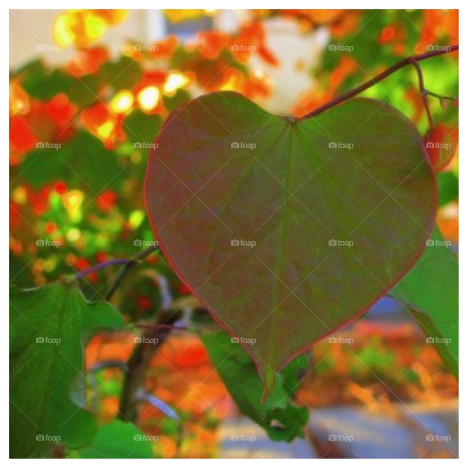 Heart in a Leaf